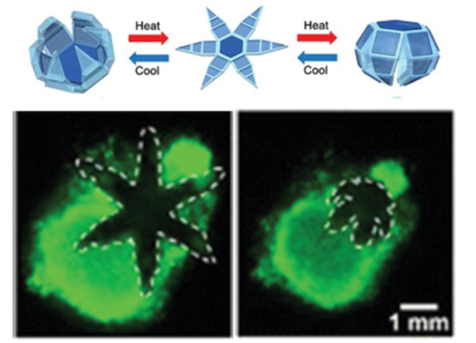Review: Medical Micro/Nanorobots in Precision Medicine