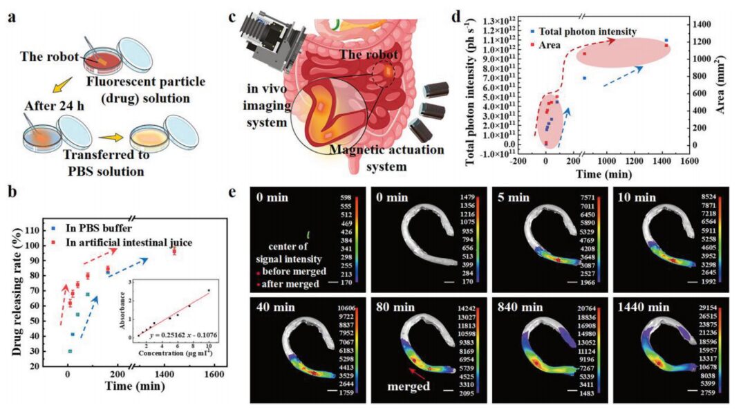 Soft Magnetic Microrobots for Targeted Drug Delivery