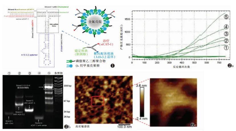 Consensus on RNA Genetic Modification for siRNA Delivery Using Negative-Charged Nano-Ultrasound Contrast Agents