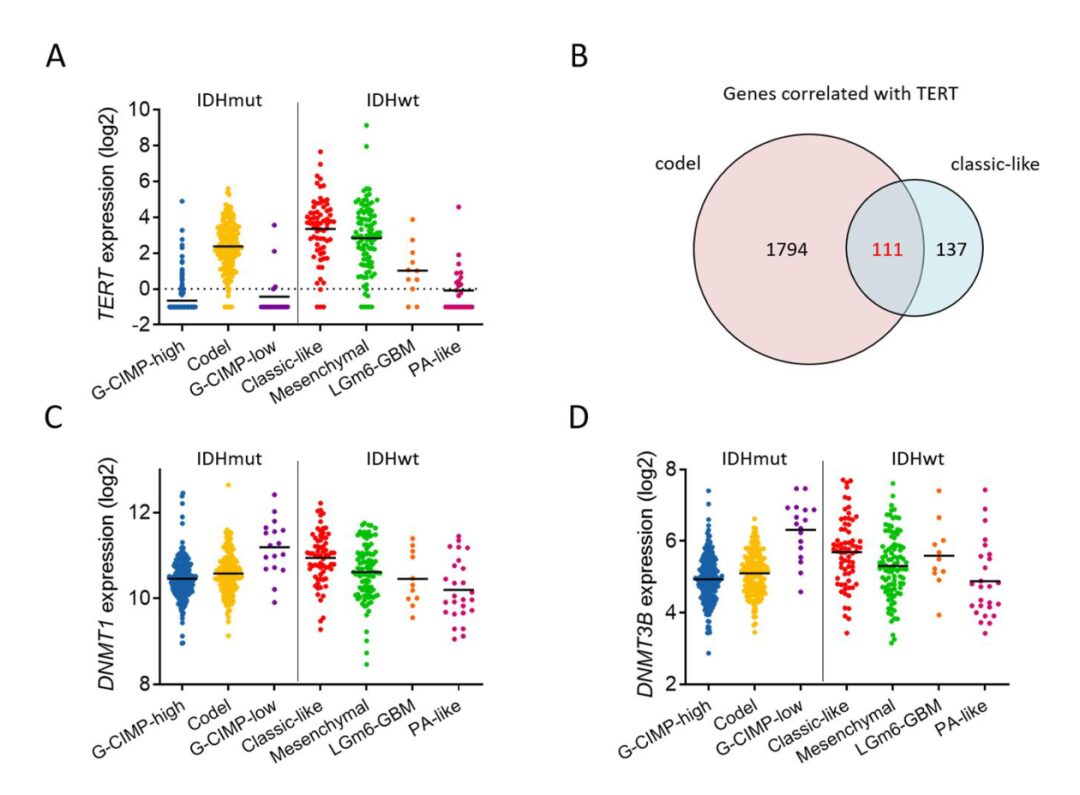 TERT and DNMT1 Expression Predicts Glioma Sensitivity to DAC