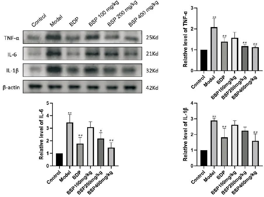 Study on the Role and Mechanism of Bletilla Striata Polysaccharide in LPS-Induced Acute Liver Injury in Mice