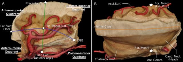The Anatomical Significance of Brain White Matter Tracts