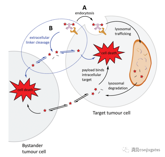 Understanding ADC: Overview, Antibody and Linker Selection