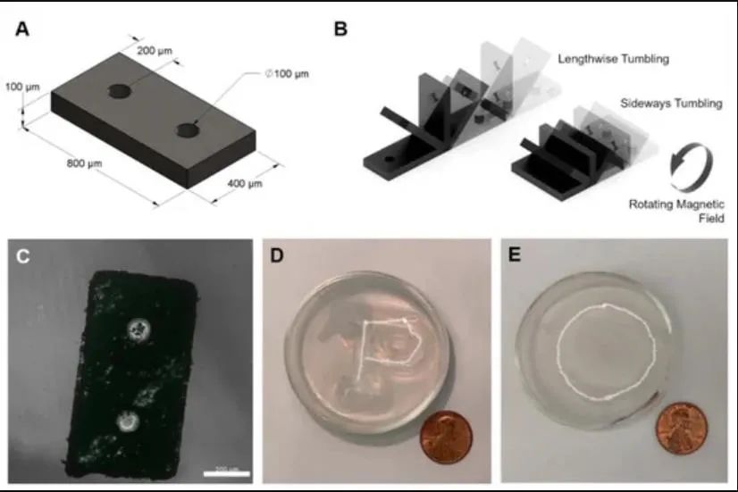 Microrobots for Drug Delivery: Rolling and Swimming Capabilities