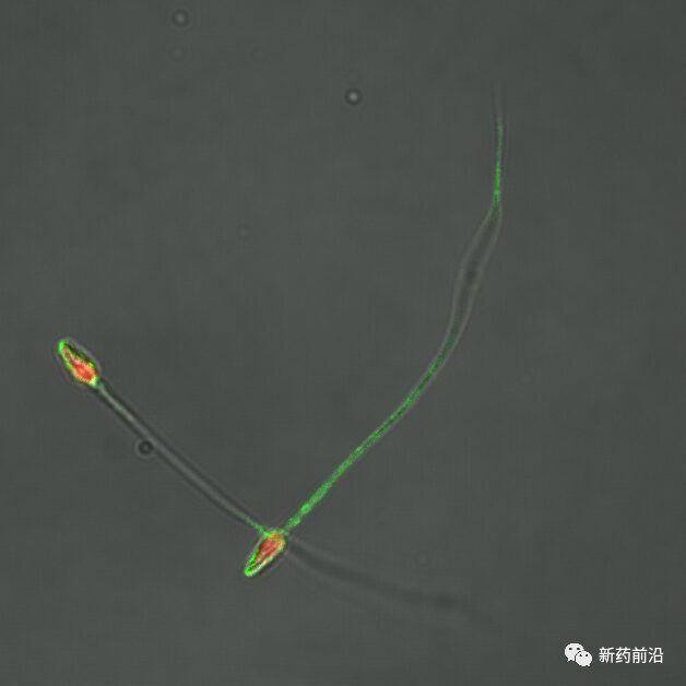 Sperm, Bacteria, Bubbles, and Bioastronauts: Microbots to Combat Cancer