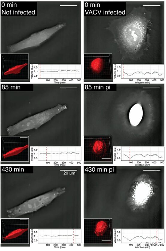 Using Holographic 3D Imaging to Observe Virus-Induced Cytopathic Effects
