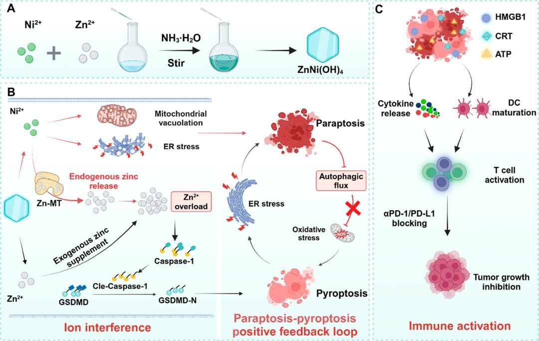 Zinc-Nickel Bimetallic Hydroxide Nanosheets Enhance Tumor Immunotherapy