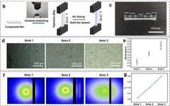 Multi-Gradient Bone-Like Nanocomposites Induced by Strain Distribution