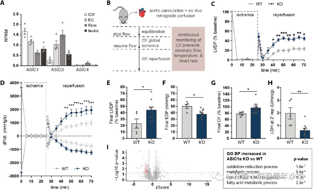 Therapeutic Inhibition of Acid Sensing Ion Channel 1a Recovers Heart Function After Ischemia-Reperfusion Injury
