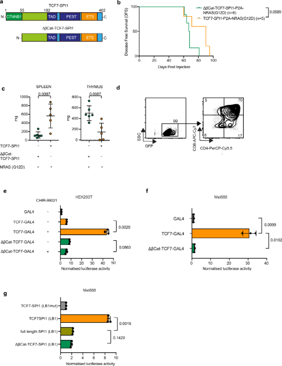 The Oncogenic Cooperation of TCF7-SPI1 and NRAS in T-ALL