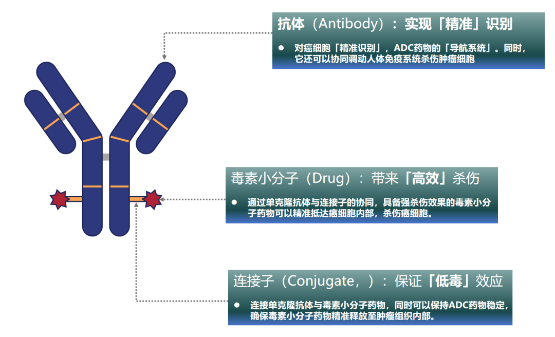 A Detailed Explanation of ADC Drugs: Innovative Therapies for Lung Cancer