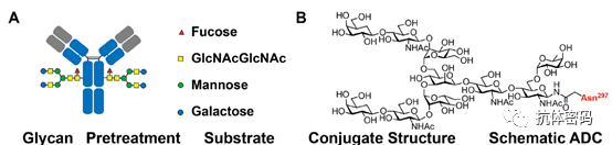Comprehensive Overview of Antibody-Drug Conjugates (ADCs)