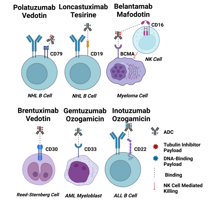 Selection of Target Antigens in ADC Design