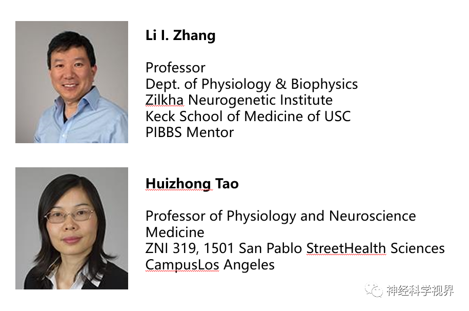 Scientists Reveal Reward Learning Pathway Mediated by Somatostatin Neurons