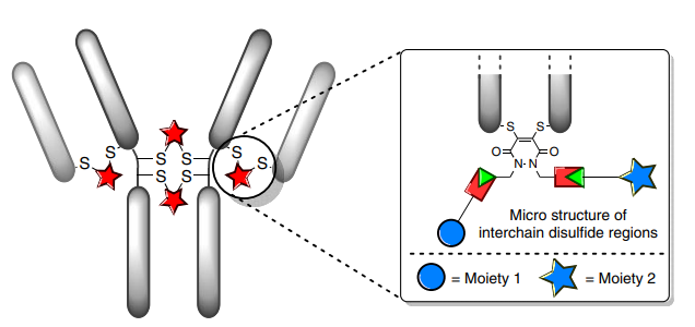 Comprehensive Overview of Antibody-Drug Conjugates (ADCs)