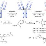 Comprehensive Analysis of Antibody-Drug Conjugate (ADC) Technology