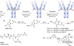 Comprehensive Analysis of Antibody-Drug Conjugate (ADC) Technology