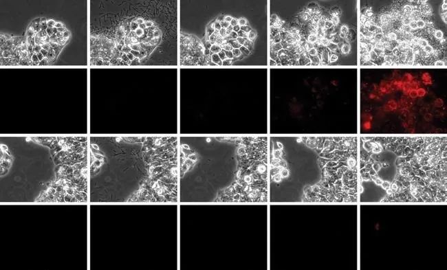 CellASIC® ONIX2: A New Platform for Live Cell Dynamic Cultivation and Analysis