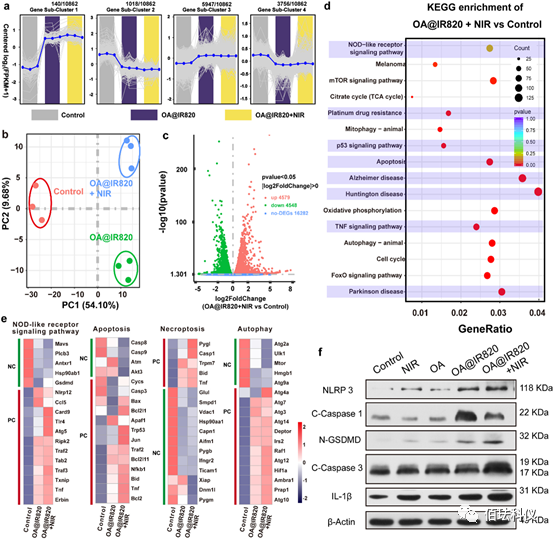 Monitoring Pyroptosis in B16 Cells Using Holographic 3D Imaging