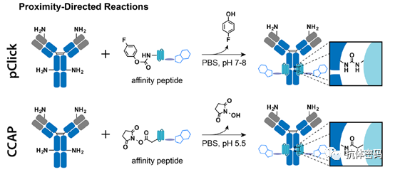 Comprehensive Overview of Antibody-Drug Conjugates (ADCs)