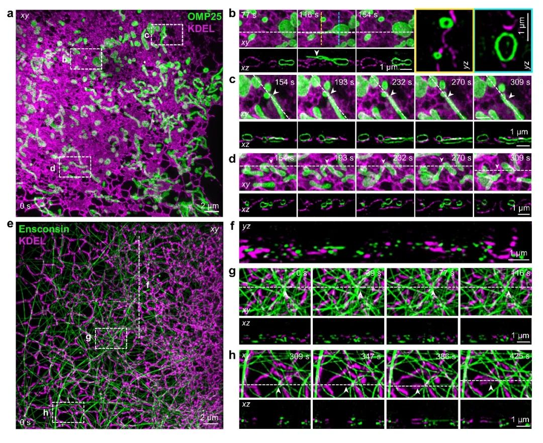 4Pi-SIM Imaging Technology for Live Cell 3D Resolution
