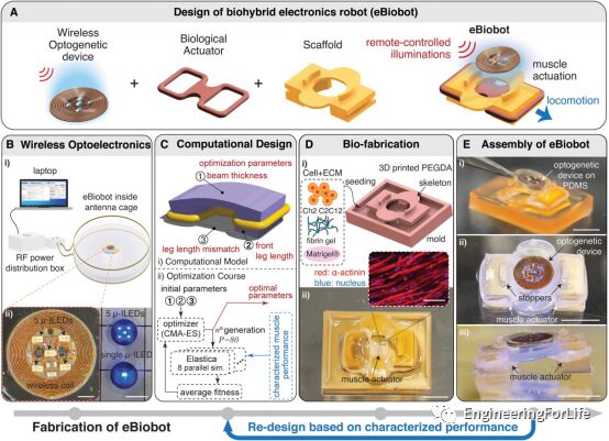 Muscle-Driven Miniature Robots Using Battery-Free Wireless Optoelectronics