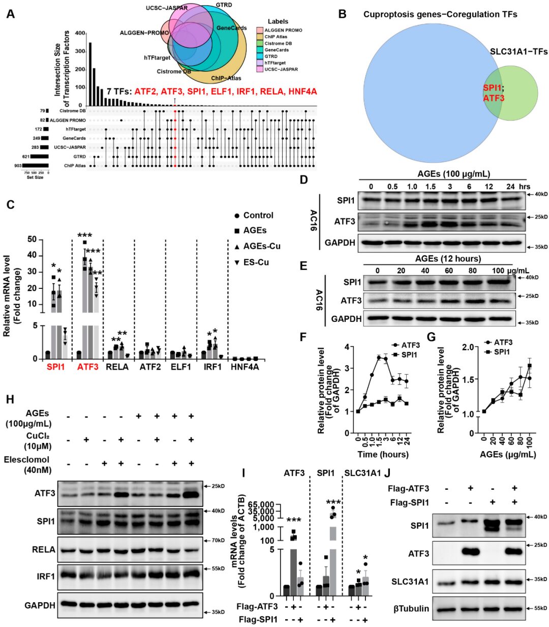 ATF3/SPI1/SLC31A1 Pathway Promotes Copper Death Induced by AGEs in Diabetic Myocardial Injury