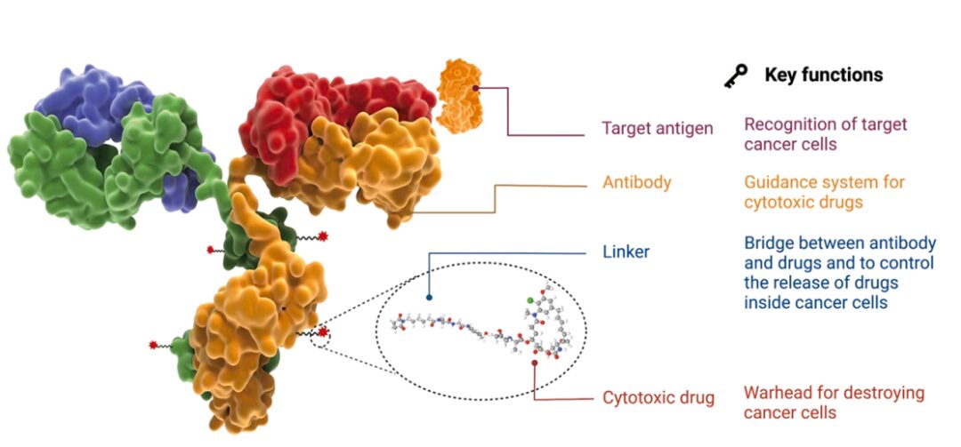 Key Factors Affecting ADC Efficacy