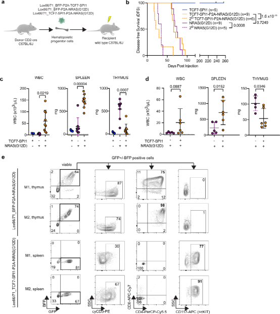 The Oncogenic Cooperation of TCF7-SPI1 and NRAS in T-ALL