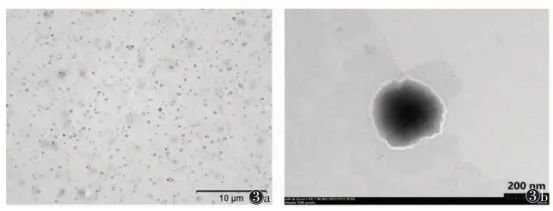 Consensus on RNA Genetic Modification for siRNA Delivery Using Negative-Charged Nano-Ultrasound Contrast Agents