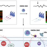 Ultrasound-Triggered NO Release for Hearing Loss Therapy
