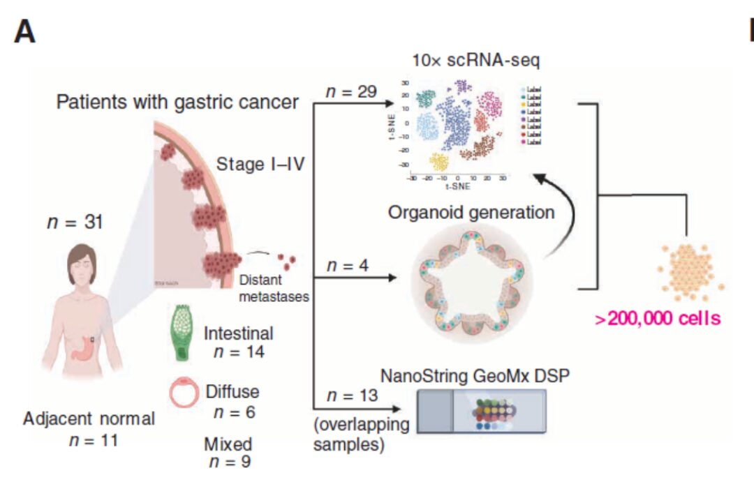 Exploring GeoMx DSP Applications in Cancer Research
