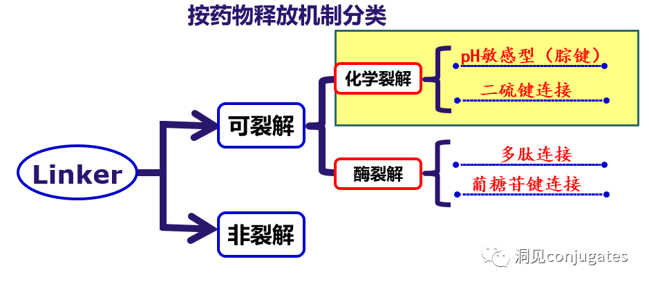 Understanding ADC: Overview, Antibody and Linker Selection