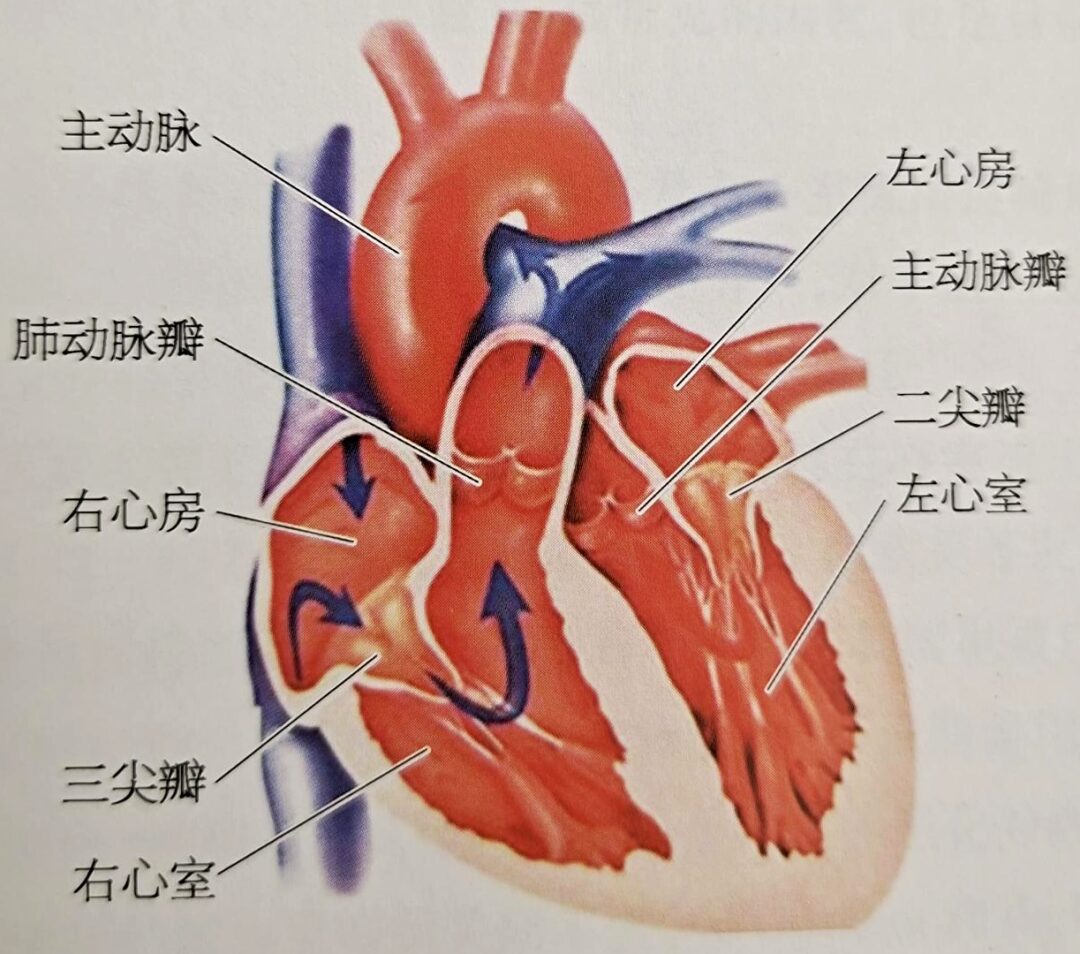 Understanding Pulmonary Valve Regurgitation