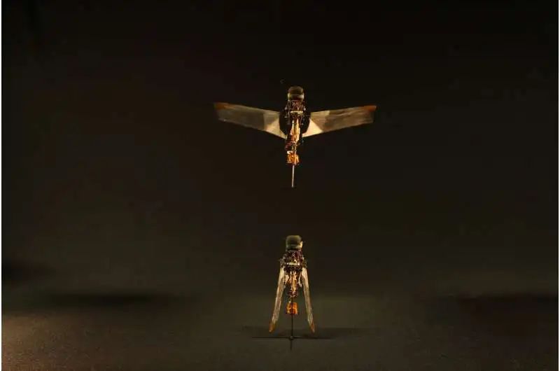 Inspired by Rhinoceros Beetles, Scientists Develop New Flapping Microrobot