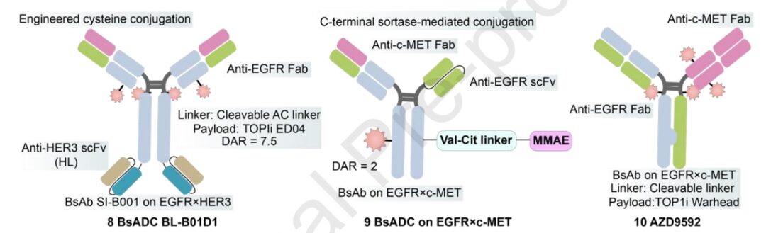 Understanding Bispecific Antibody Drug Conjugates (BsADCs)