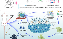 Potent Covalent Organic Framework Nanophotosensitizers for Photodynamic Immunotherapy