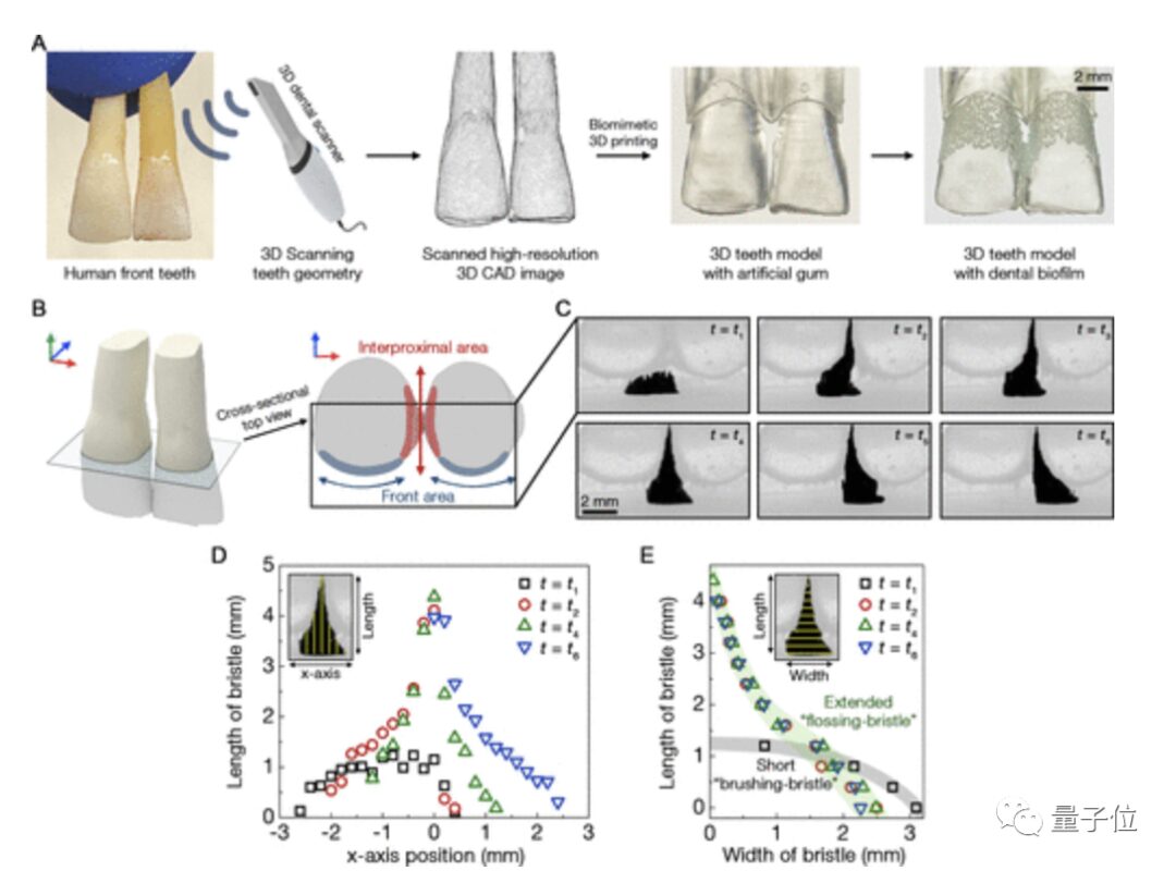Lazy to Brush? Micro-Robots Automatically Help You, Switching Between Toothbrush and Floss