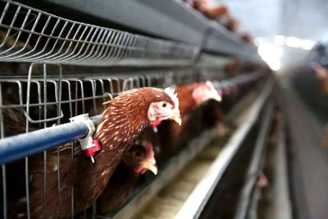 Research Progress on IoT Technology in Poultry Farming