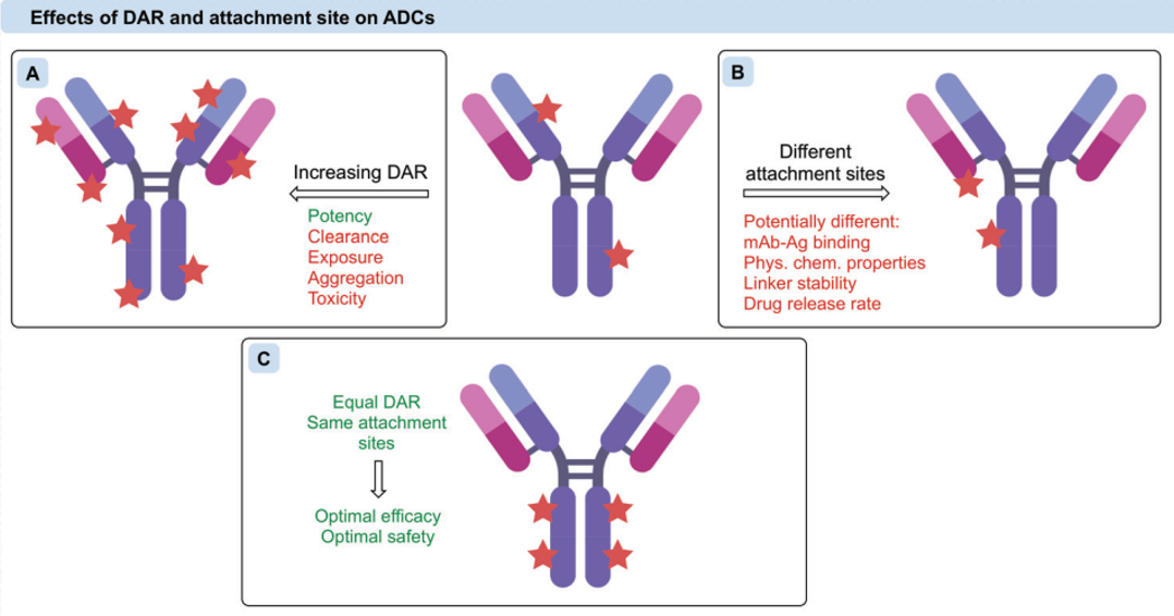 Introduction to Antibody-Drug Conjugates (ADCs)
