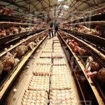 Research Progress on IoT Technology in Poultry Farming
