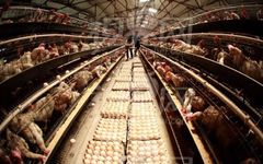 Research Progress on IoT Technology in Poultry Farming