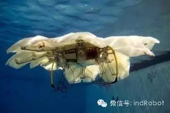 Exploring Beautiful and Adorable Bionic Robots