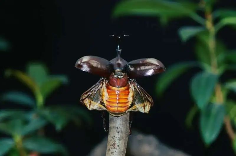 Inspired by Rhinoceros Beetles, Scientists Develop New Flapping Microrobot