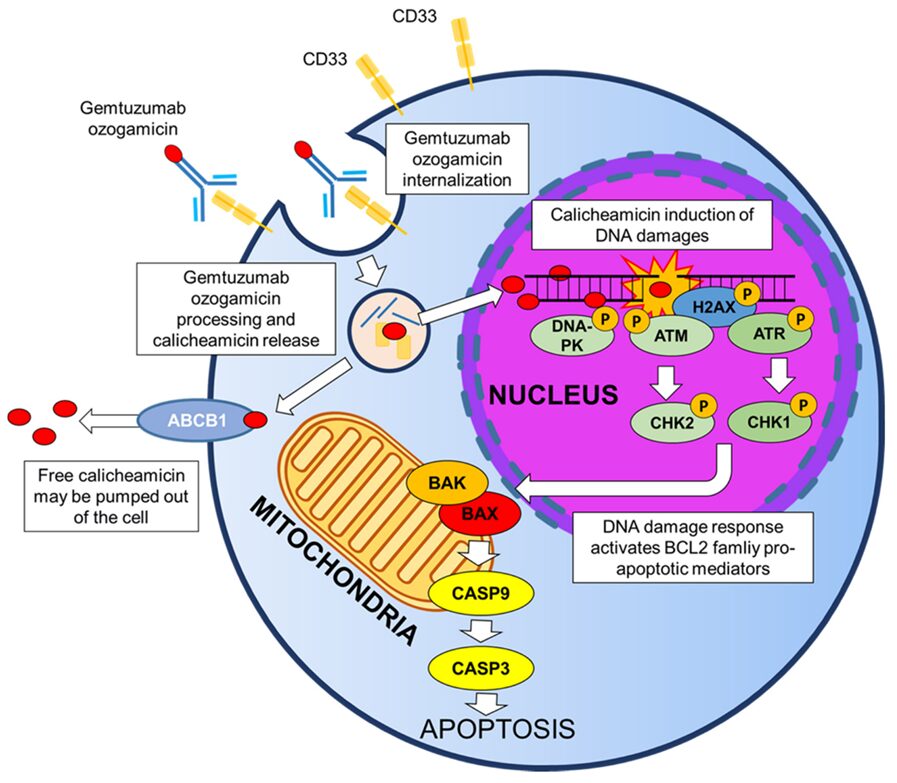 Mechanisms of ADC Toxicity and Strategies to Enhance Tolerability