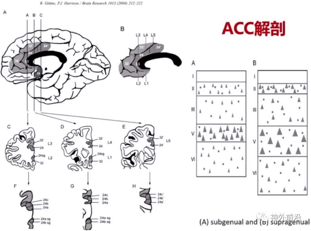 Cingulate Cortex Epilepsy and Surgical Treatment