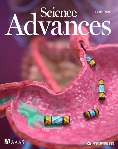 Stanford Team Develops Millirobot for Precision Drug Delivery