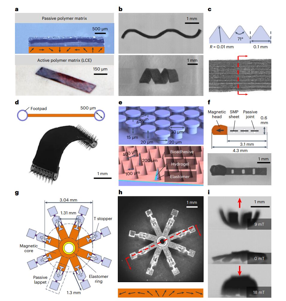 Cutting-Edge Research: Magnetic Soft-bodied Robots