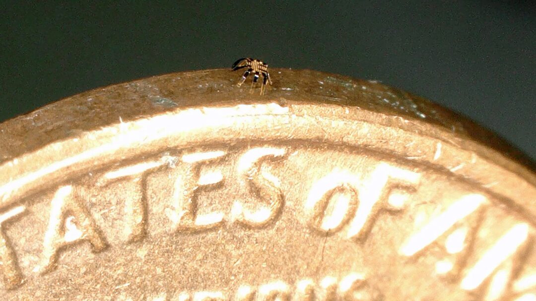 Micro Robots: The Cutting-Edge Technology