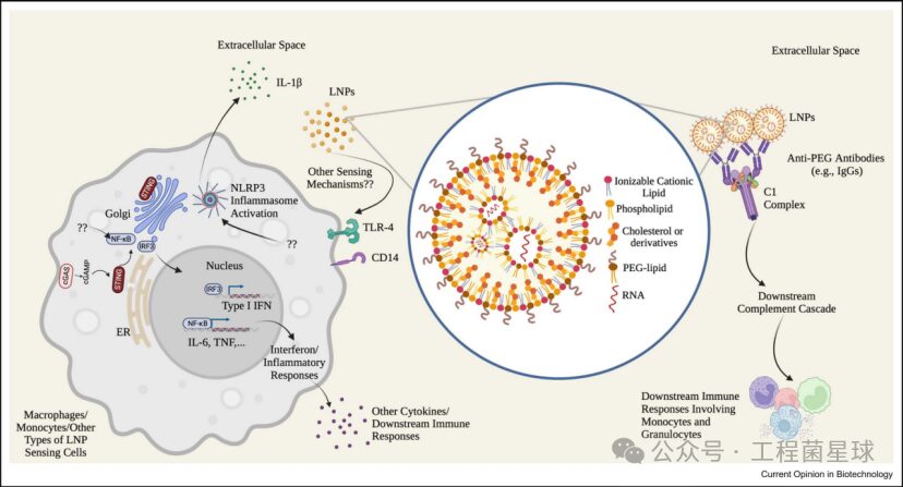 Understanding The Mechanism of Immune Response Triggered by Different Lipid Components in Lipid Nanoparticles (LNP)
